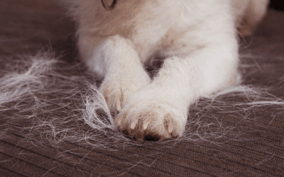 How Do I Keep My Home Clean With Pets During Shedding Season?